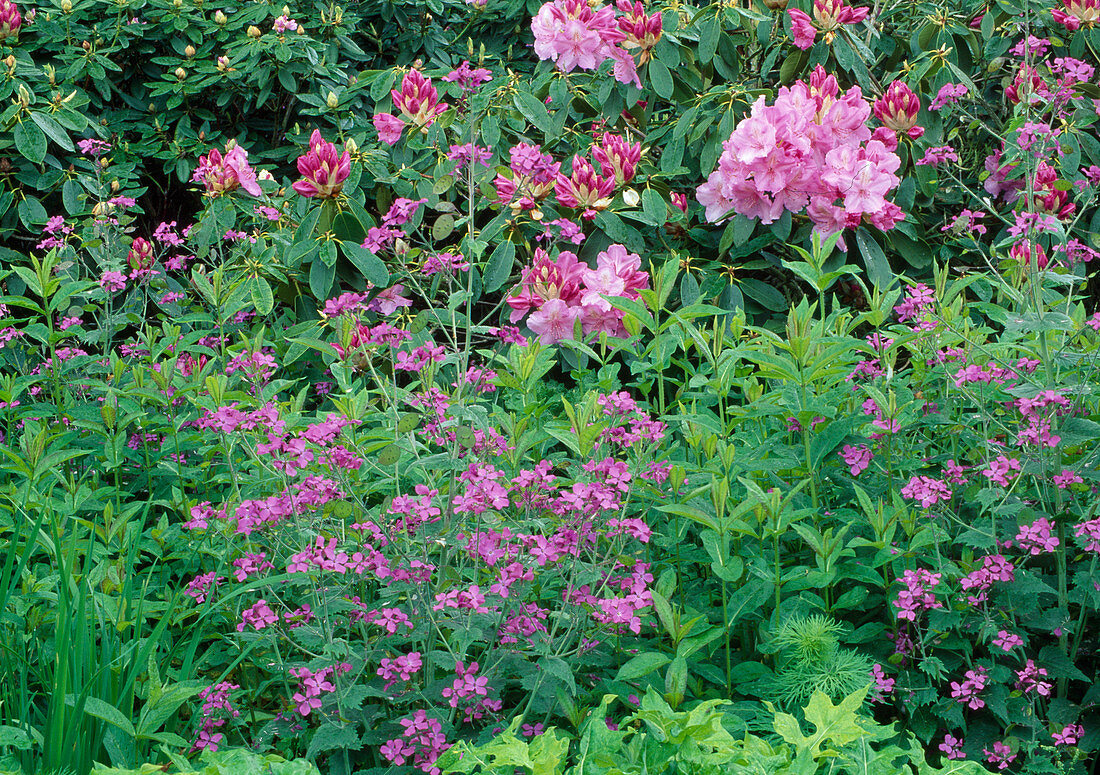 Hecke Rhododendron und Lunaria