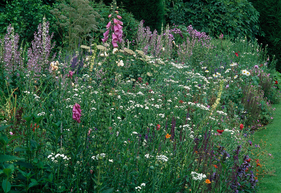 Blumenbeet: Digitalis (Fingerhut), Salvia (Salbei), Achillea ptarmica (Sumpfgarbe, Betramsgarbe)