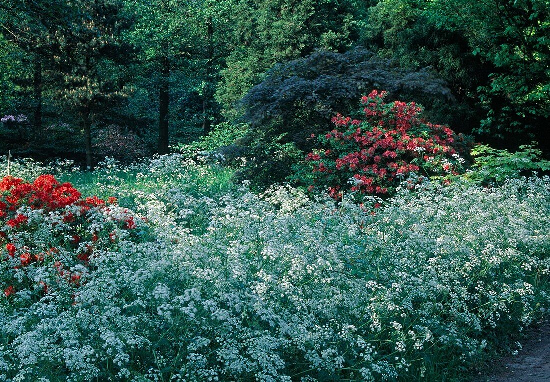 Anthriscus sylvestris (meadow chervil) between rhododendrons (garden azaleas) under tall trees