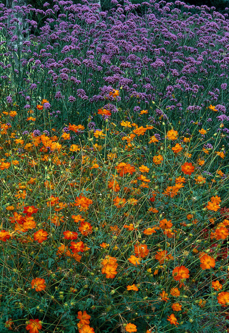 Verbena bonariensis (Eisenkraut) und Cosmos sulphureus (Schmuckkörbchen)