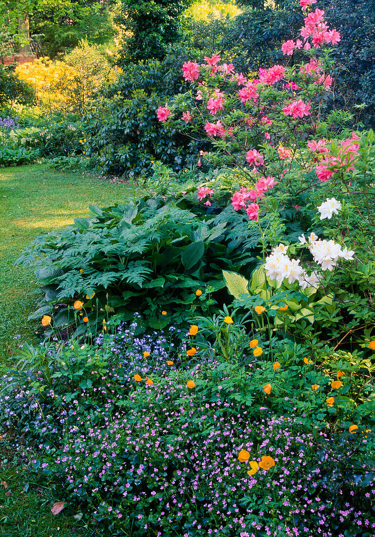 Garden in spring, Montia sibirica, Azalea, Myosotis