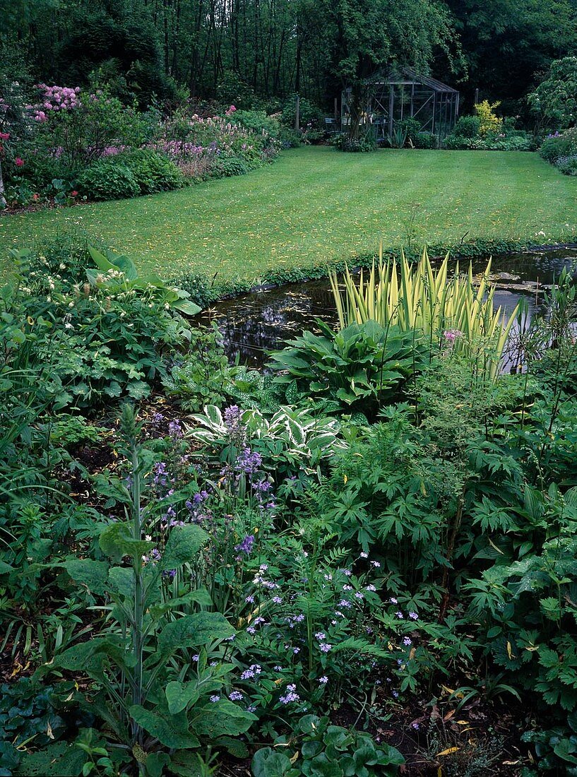 Teich Im Garten Myosotis, Hosta, Hyacinthoides hispanica