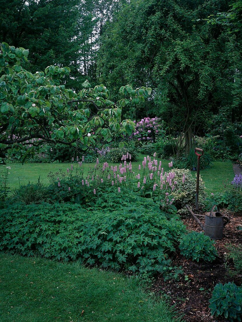 Bed with Polygonum bistorta (knotweed), Geranium (cranesbill), Sedum (stonecrop), digging fork, watering can