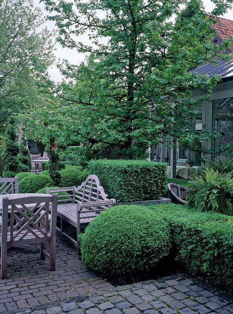 Seating group on terrace between topiary Buxus (boxwood), Liquidambar styraciflua (amber tree) shades winter garden