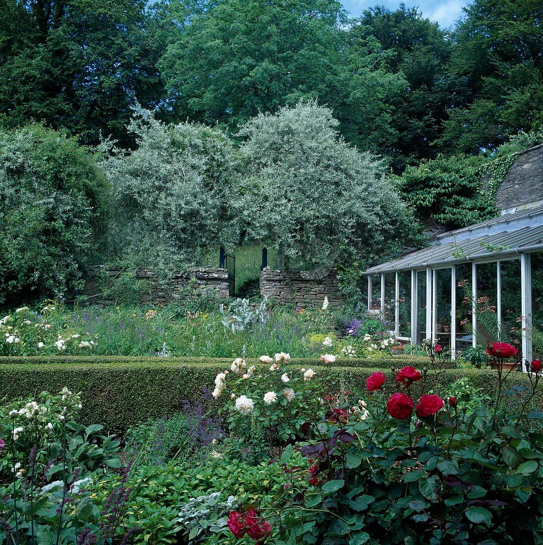 Beete mit Rosa (Rosen) und Stauden, Buxus (Buchs) Hecken, Pyrus salicifolia Pendula (Weidenblättrige Birne) hinter Trockenmauer mit Gartentor, Wintergarten