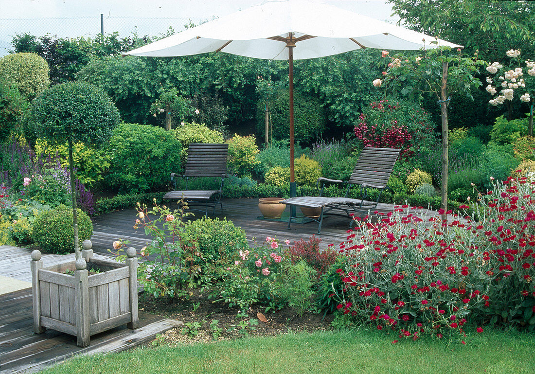 Runde Holzterrasse mit Liegen unter Sonnenschirm, Beet mit Rosa (Rosen), Lychnis coronaria (Vexiernelke), Buxus (Buchs) und anderen Gehölzen, Ligustrum (Liguster-Stämmchen) im Holzkübel