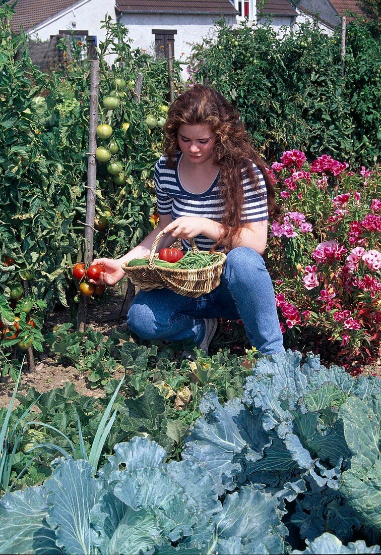 Woman picking tomatoes (Lycopersicon), flowering Godetia (summer azalea), cabbage plants in the bed