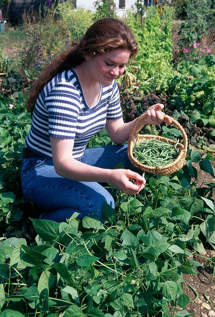 Frau pflückt Buschbohnen (Phaseolus) im Beet