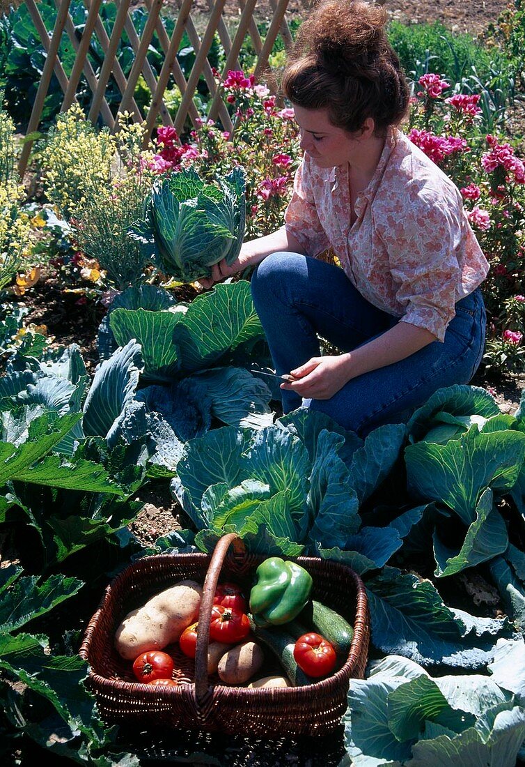 Woman harvesting Savoy cabbage, Savoy cabbage, Welsh cabbage (Brassica), next to it White cabbage, basket with freshly harvested tomatoes (Lycopersicon), potatoes (Solanum tuberosum), peppers (Capsicum) and courgette (Cucurbita)