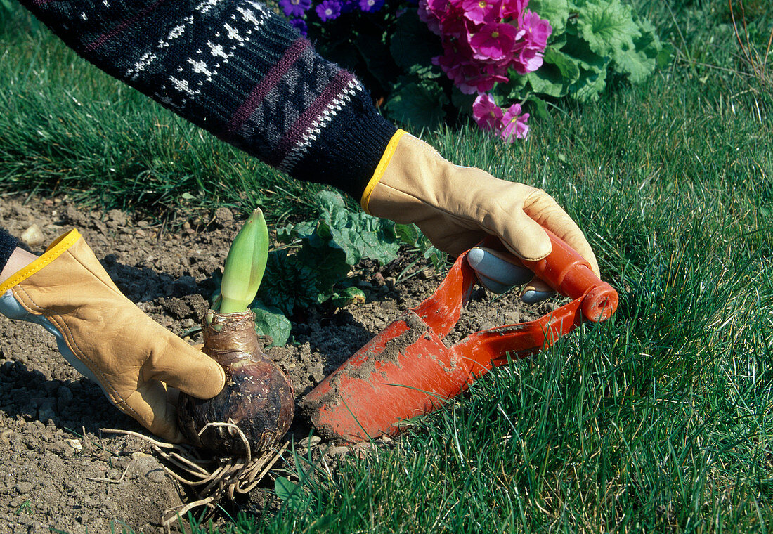 Planting bulbs