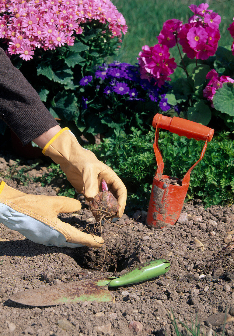 Plant the lily bulb