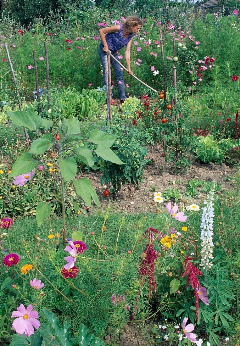 Frau lockert Erde im Bauerngarten zwischen Gemüse und Sommerblumen, Cosmos (Schmuckkörbchen), Helianthus (Sonnenblume), Tomaten (Lycopersicon), Lupinus (Lupine), Amaranthus (Fuchsschwanz), Salate (Lactuca)