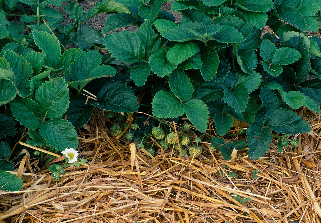 Strawberries (Fragaria) in a bed, mulched with straw