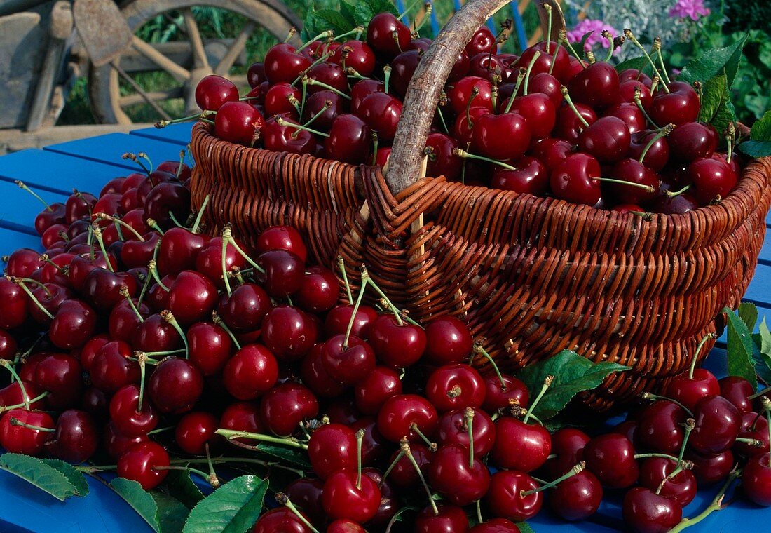 Freshly picked sweet cherries (Prunus avium) in a basket
