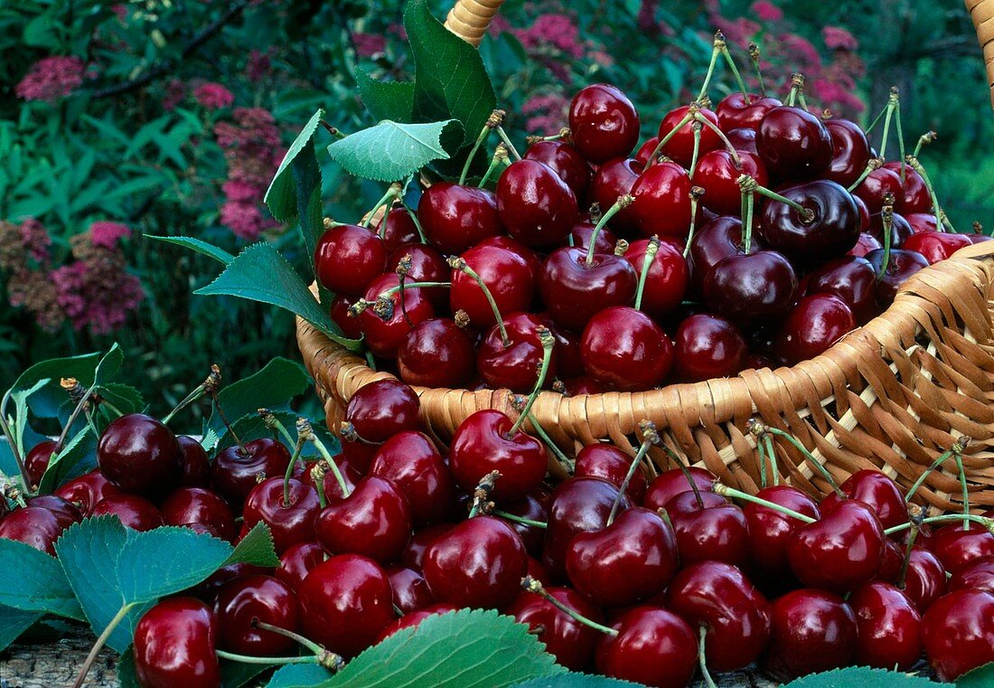 Freshly picked sweet cherries (Prunus avium) in basket