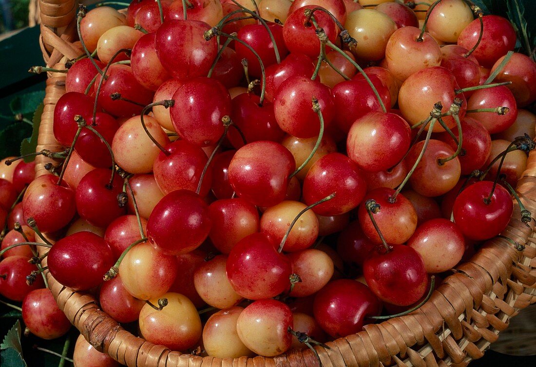 Freshly picked sweet cherries 'Große Prinzessinkirsche' syn. 'Napoleon' (Prunus avium) in basket