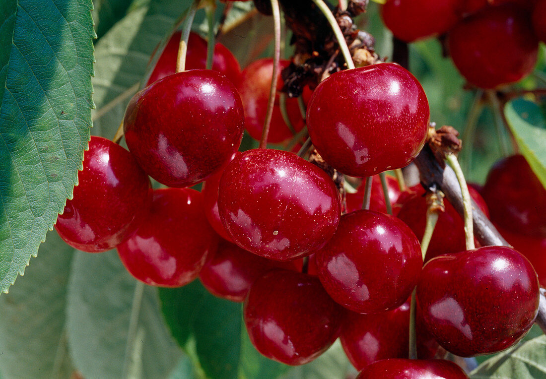 sweet cherries (Prunus avium)