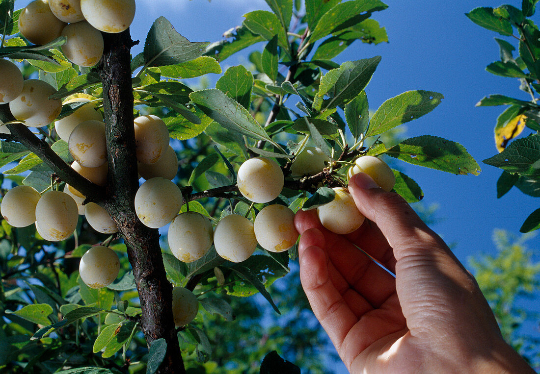 Mirabellen (Prunus domestica subsp. syriaca) pflücken bzw. prüfen, ob sie schon reif sind
