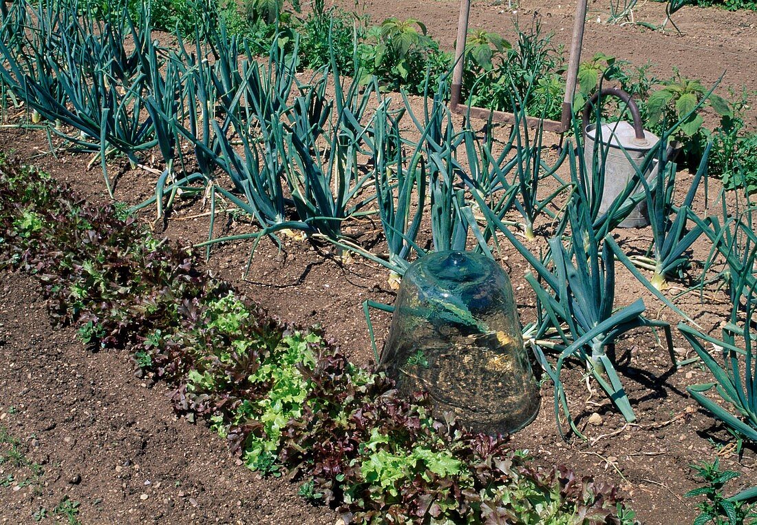 Mixed culture: colourful lettuce (Lactuca) and onions (Allium cepa) in rows