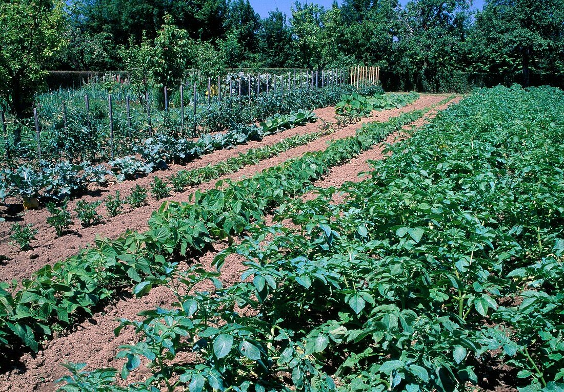 Vegetable garden with potatoes (Solanum tuberosum), broad beans (Phaseolus), celeriac (Apium) and cabbage as mixed crop
