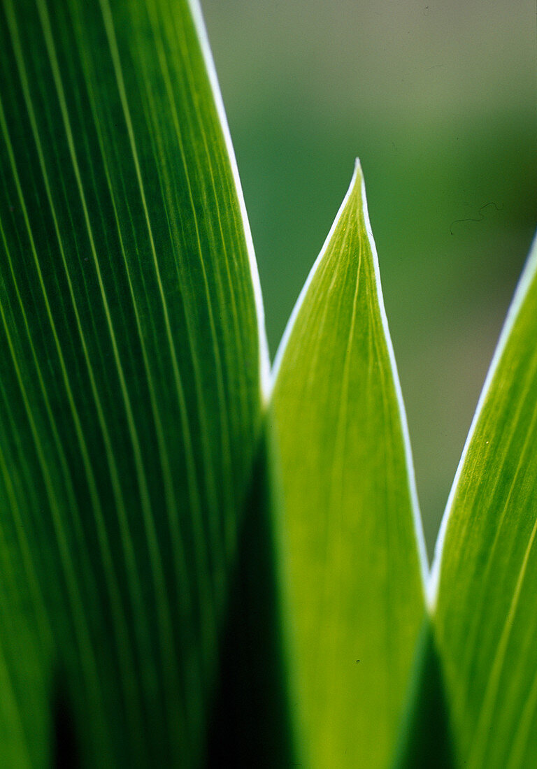 Leaf structure of Iris barbata (iris)