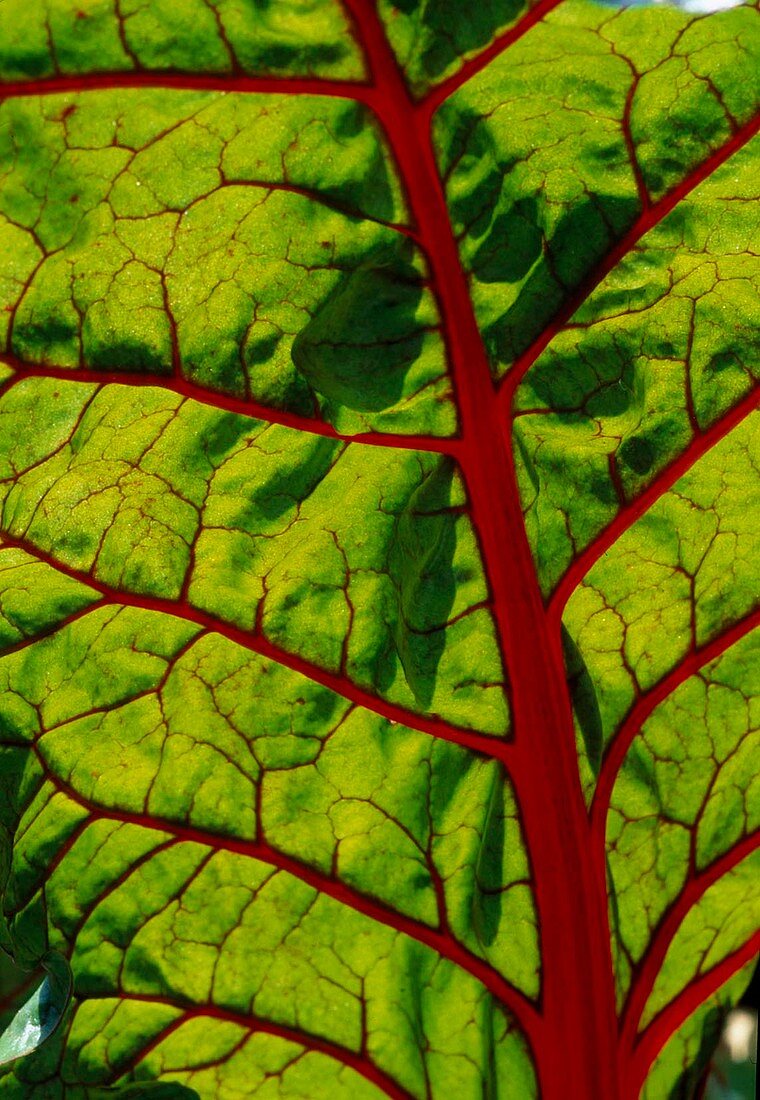 Leaf of chard (Beta vulgaris) with red leaf veins