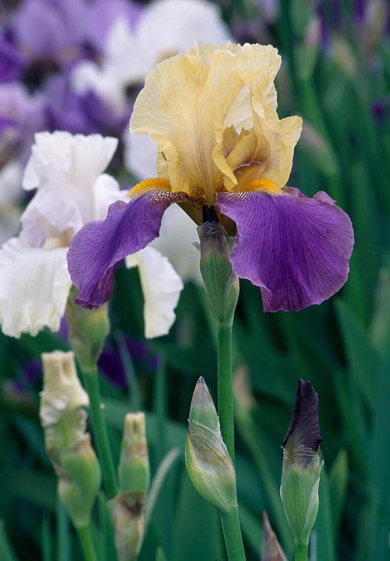 Iris Barbata 'Jurassic Park' (Schwertlilie)