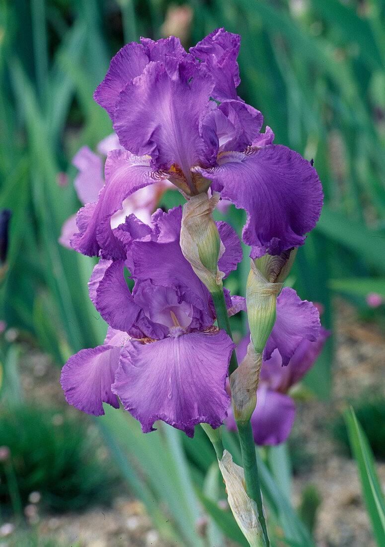 Iris (Iris germanica) 'Amethyst Flame'