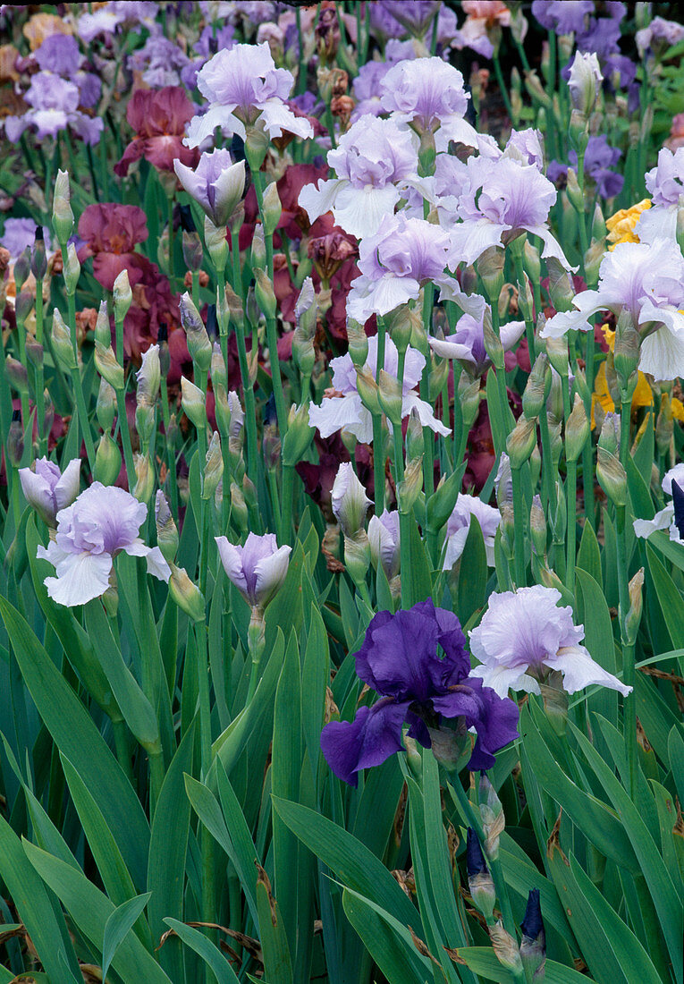 Iris barbata elatior (Schwertlilien)