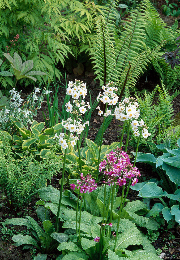 Primula japonica (Etagenprimel, Sommerprimel), Hosta (Funkien) und Farne