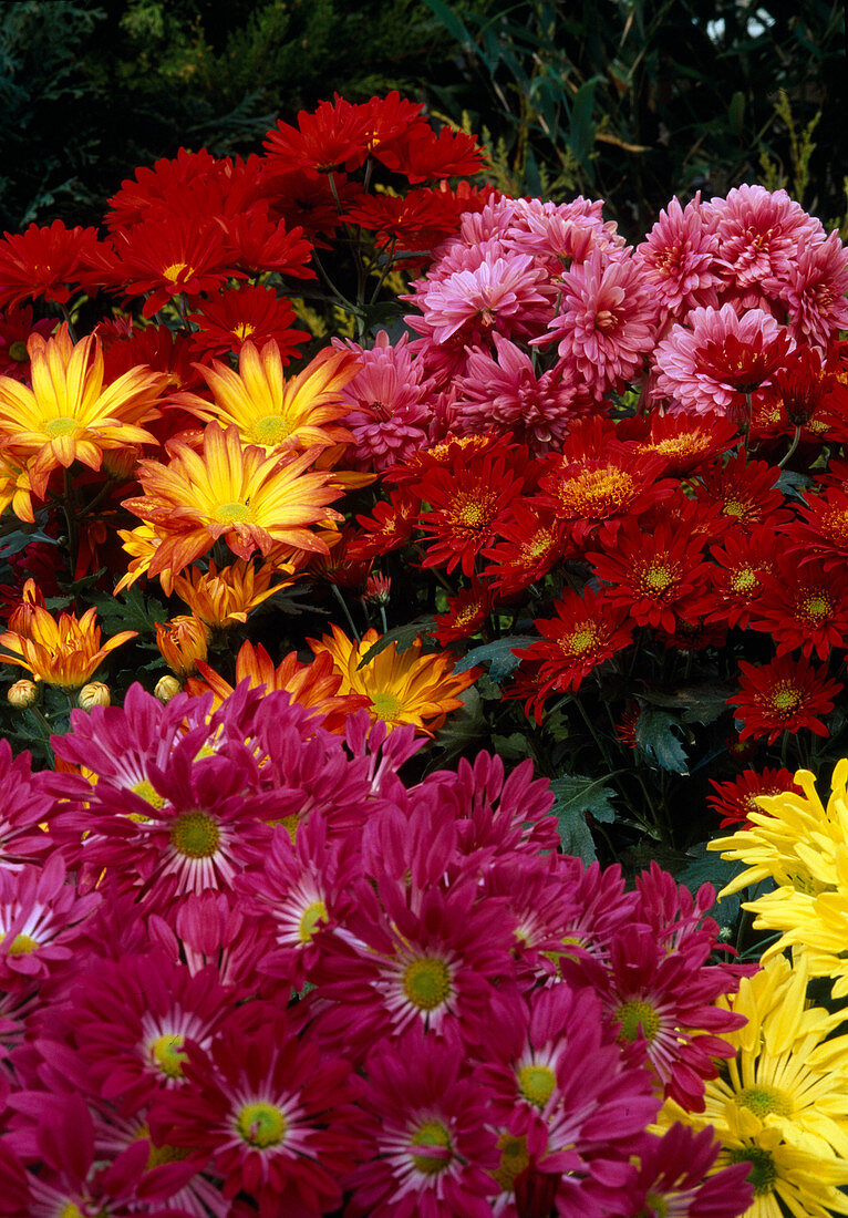 Chrysanthemum indicum (Autumn Chrysanthemum)