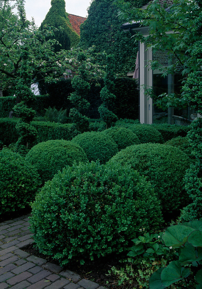 Buxus sempervirens