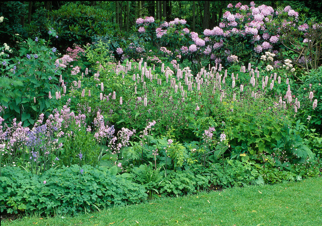 Early summer bed in pastel colours: Rhododendron (Alpine roses), Polygonum (Knotweed) as ground cover, Hyacinthoides (Bluebells), Geranium (Cranesbill)