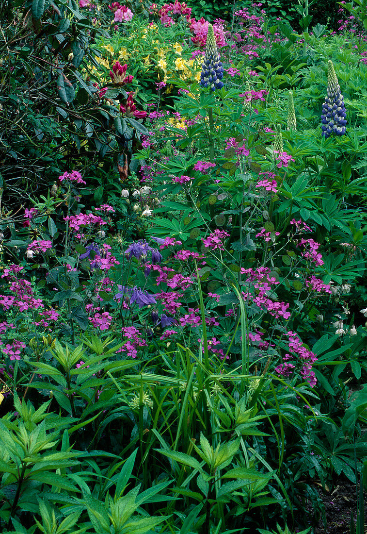 Lunaria, Aquilegia, Lupinus, Rhododendron