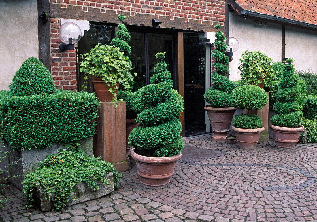 Topiary of Buxus (box) and Hedera (ivy) in terracotta pots on paving at the house entrance