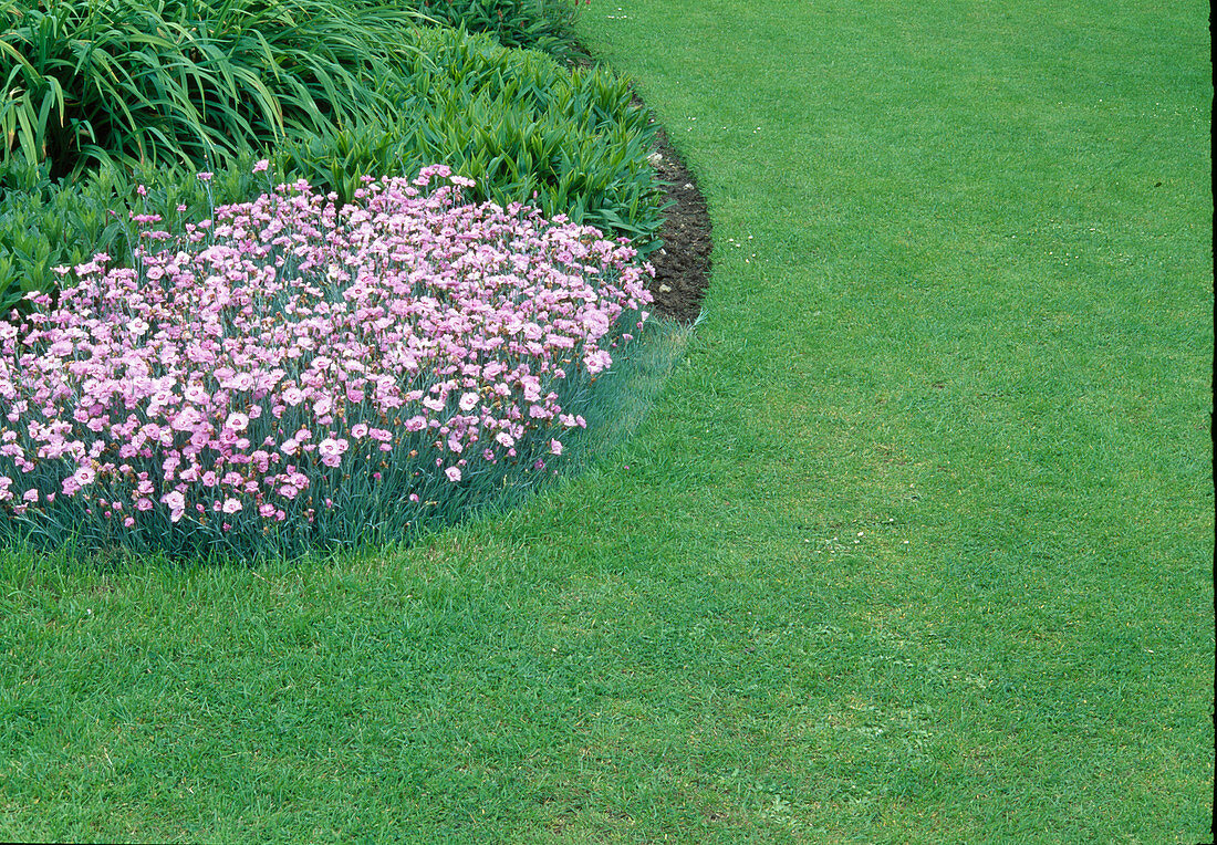 Dianthus gratianopolitanos (Pentecostal carnation) as a cushion perennial in a round bed in the lawn