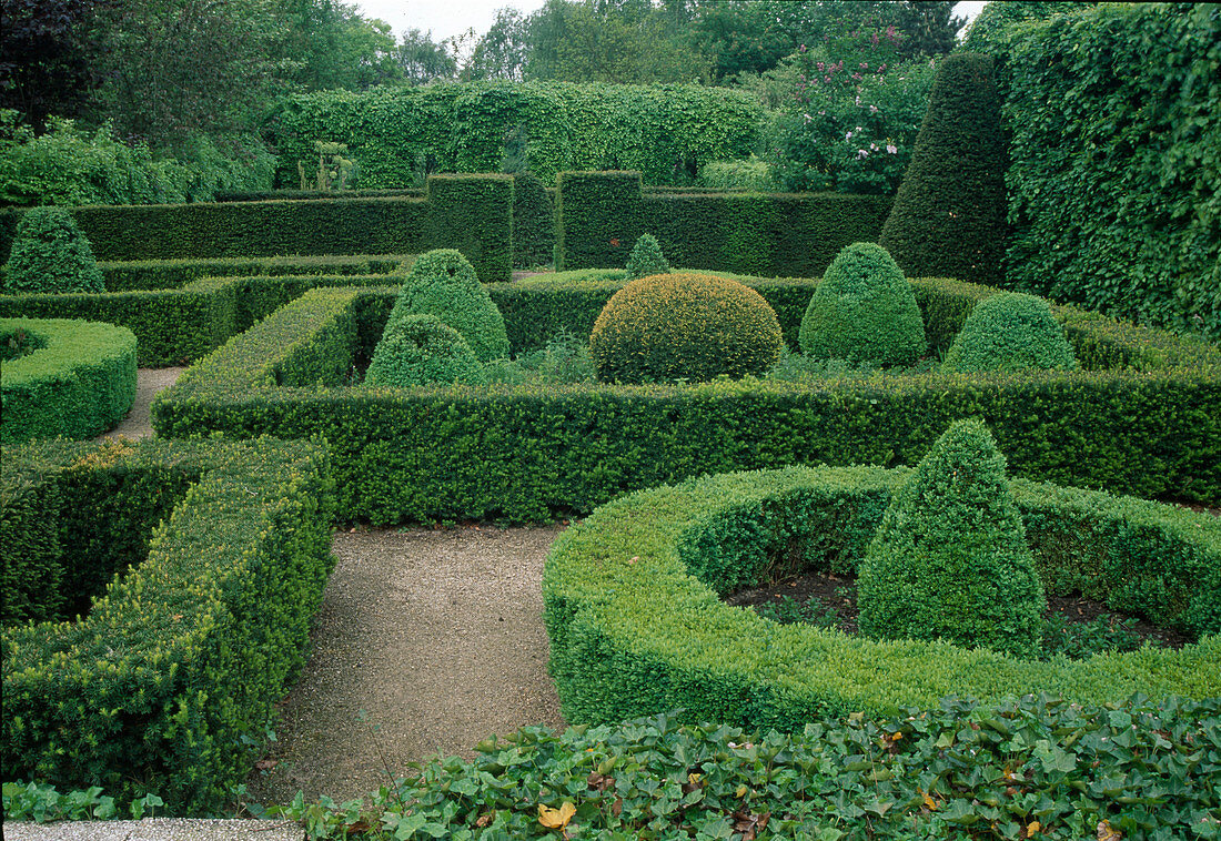 Formaler Garten mit Buxus, Taxus, Fagus, Hedera helix