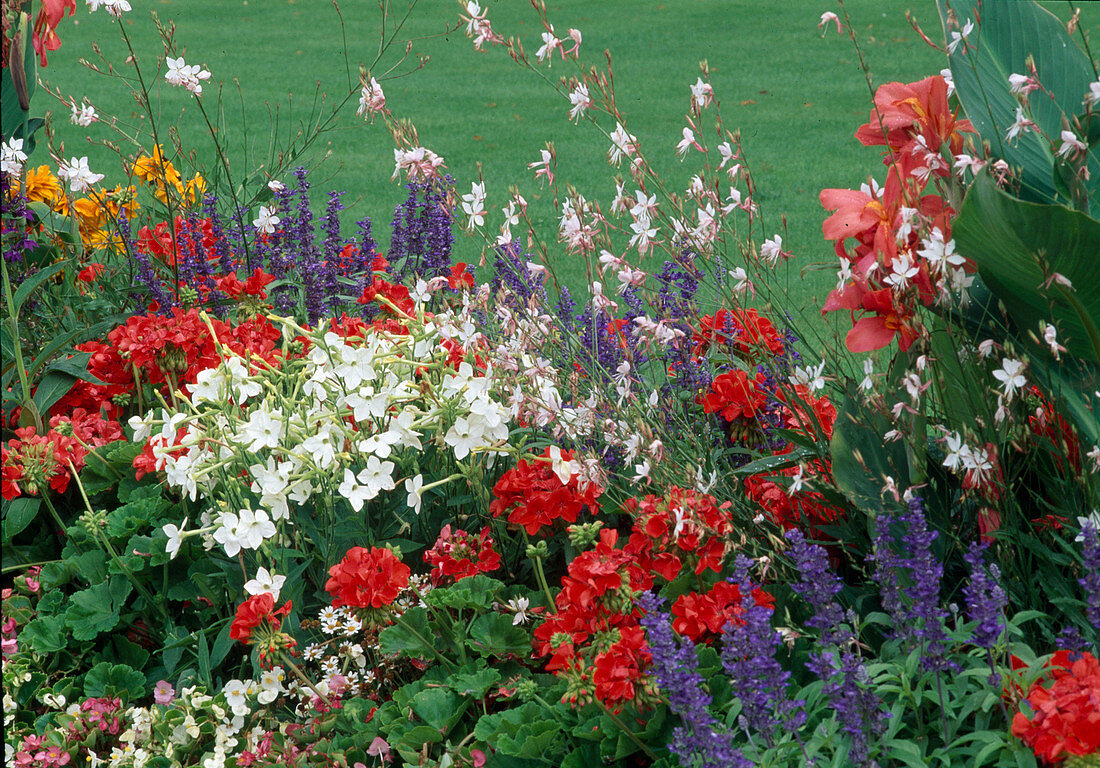 Buntes Sommerbeet: Pelargonium zonale (Stehende Geranien), Nicotiana (Ziertabak), Salvia farinacea (Mehlsalbei), Gaura (Prachtkerze) und Canna (Indisches Blumenrohr)