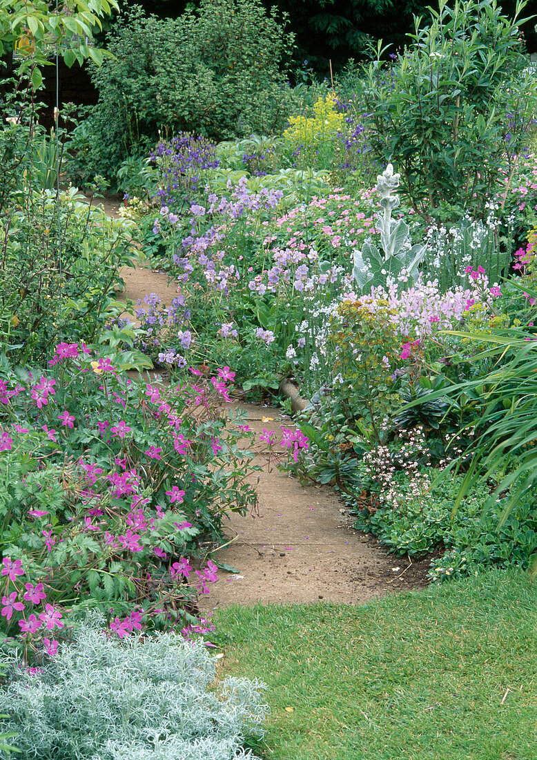 Path through the garden Geranium, Euphorbia, Saxifraga