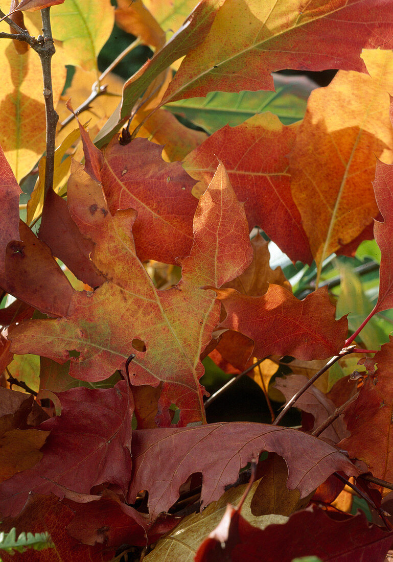 Quercus rubra (Roteiche) in Herbstfärbung