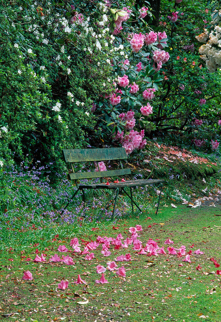 Garden in spring, azaleas and rhododendron