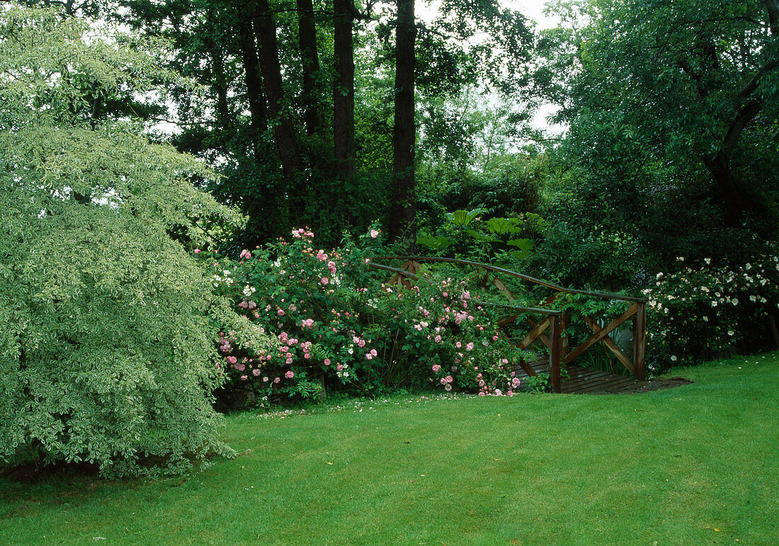 Wooden bridge under trees leading over a stream, Rosa (roses) on the bank, Cornus controversa 'Variegata' (White Variegated Dogwood), lawn