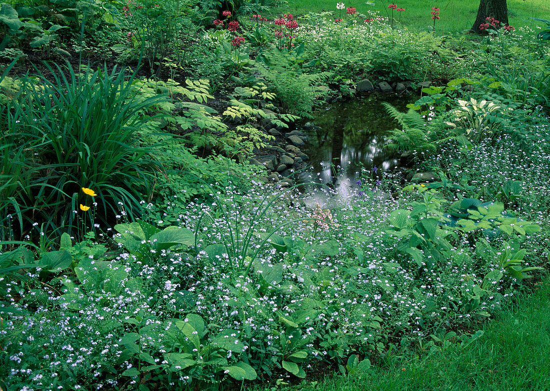 Kleiner Teich mit Natursteinen, Myosotis (Vergissmeinnicht), Primula japonica (Etagenprimeln), Farne und Hosta (Funkie) als Uferbepflanzung