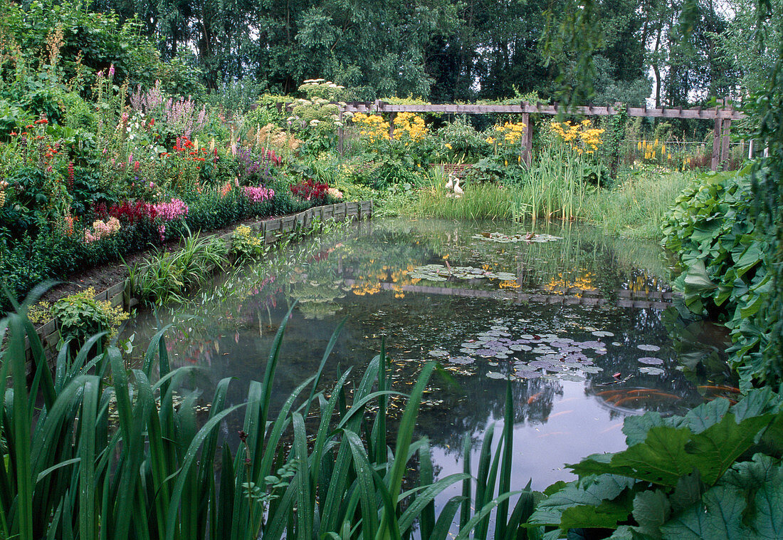 Garden pond: Nymphaea (water lilies), floating plants and marsh plants