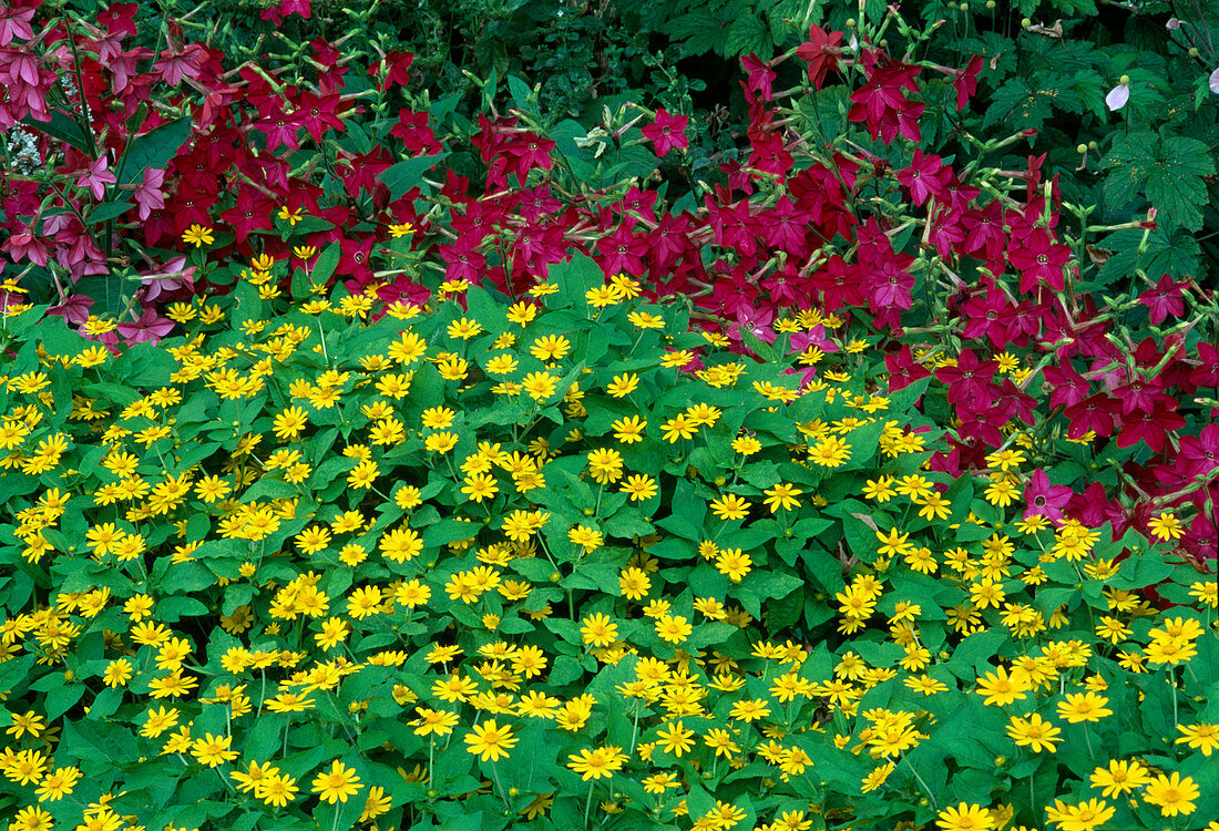 Sommerblumen im Beet: Melampodium paludosum 'Showstar' (Sterntaler) und Nicotiana (ZierTabak)