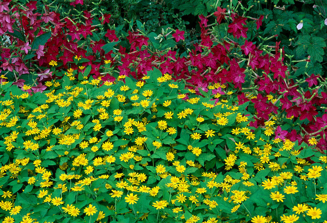 Summer flowers in a bed: Melampodium paludosum 'Showstar' and Nicotiana (ornamental tobacco)