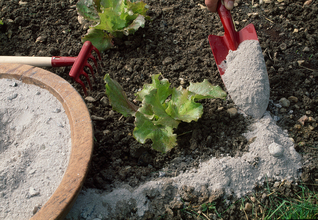 Sprinkle ash against snails