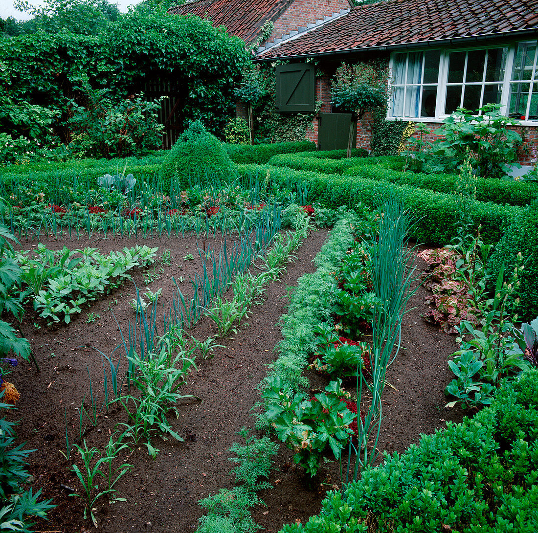 Bauerngarten: Hecken aus Buxus (Buchs), Gemüse und Sommerblumen dekorativ in Reihen gepflanzt