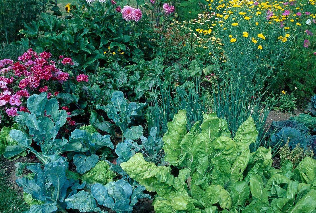 Bauerngarten Beet mit Brokkoli (Brassica), Mangold, rote Bete (Beta vulgaris), Zwiebeln (Allium cepa) und Salat, hinten Sommerblumen