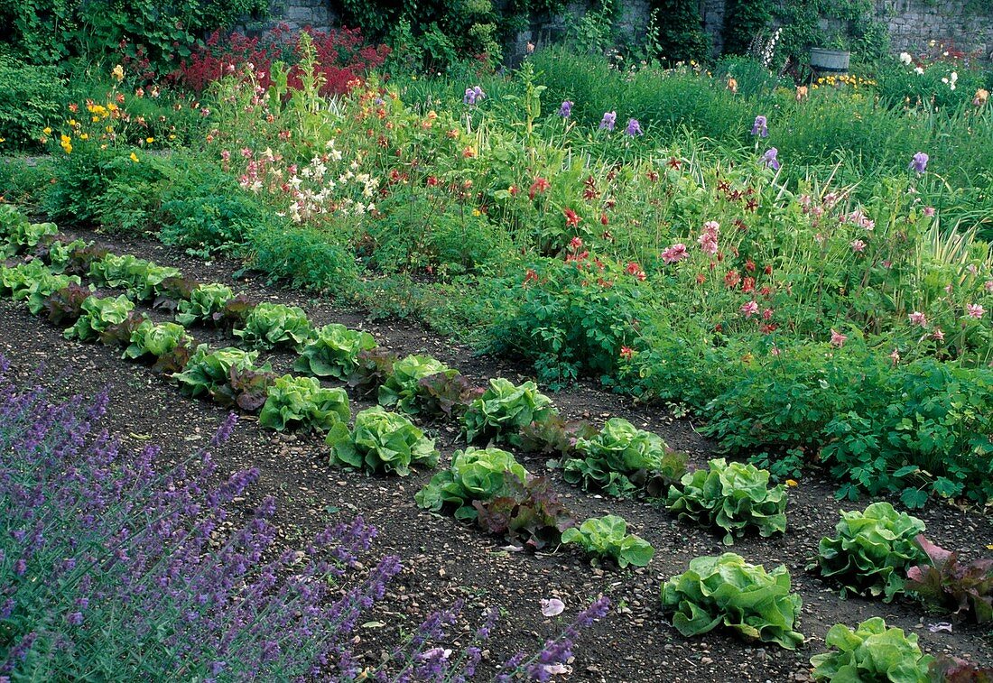 Beds with red and green lettuce (Lactuca) planted in alternation, Aquilegia (columbine) and Iris barbata (irises)